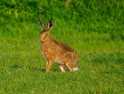 25th Apr 2023 - Hare surprised as I was!! 