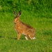 Hare surprised as I was!!  by padlock