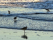 25th Apr 2023 - Sandpipers rule the beach!