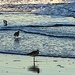 Sandpipers rule the beach! by congaree