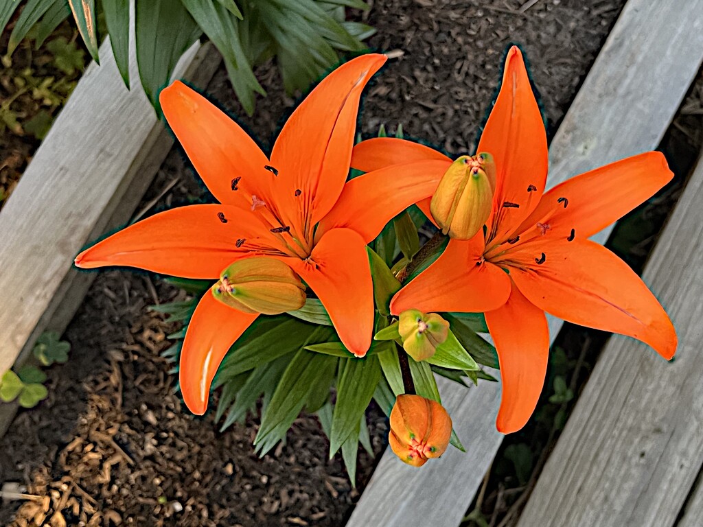Asiatic lilies by congaree