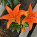 Asiatic lilies by congaree