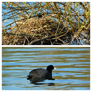 25th Apr 2023 - Mr and Mrs Coot