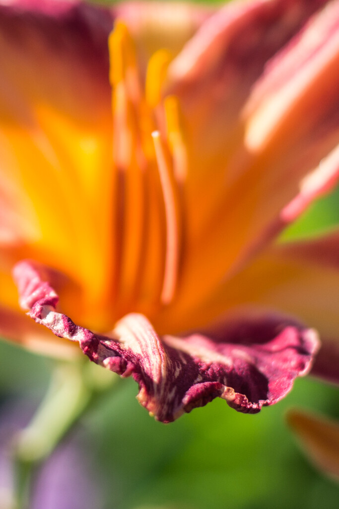 Lily close up. by meemakelley
