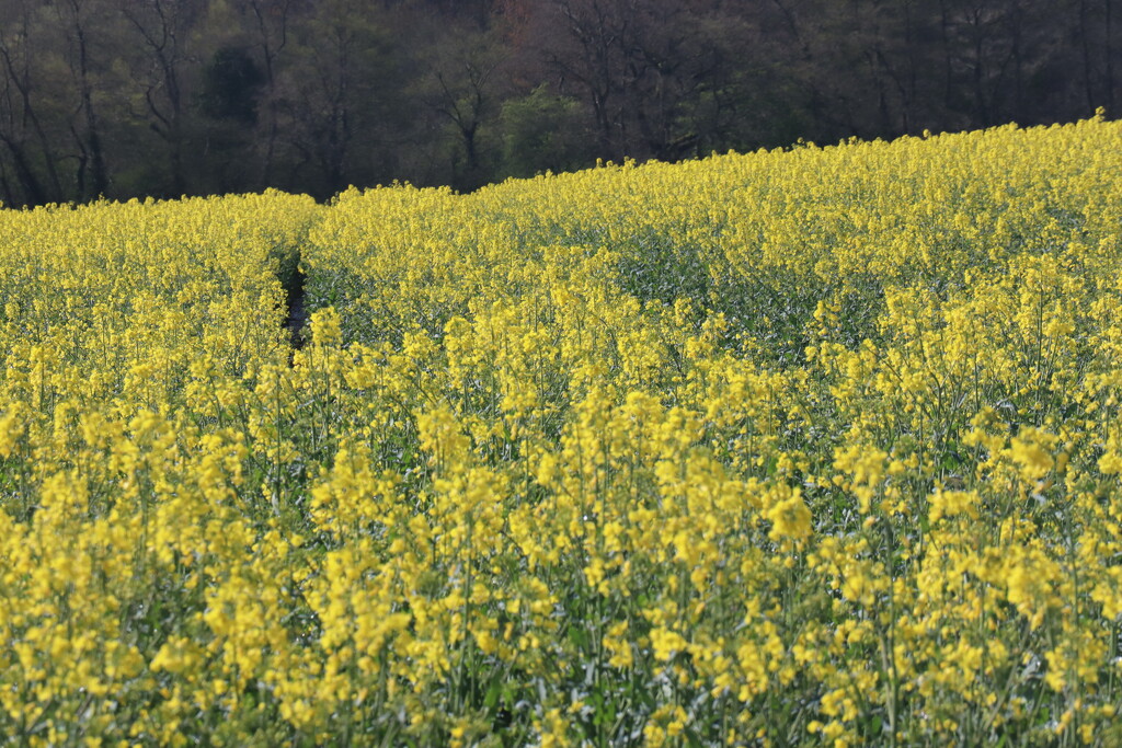 Rapeseed  by jeremyccc