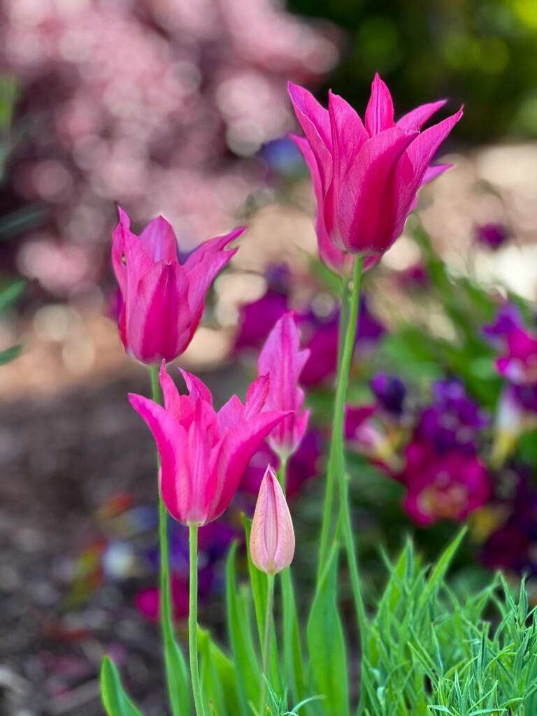 Tulips by shutterbug49