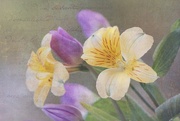 25th Apr 2023 - Alstroemeria Flower