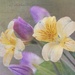 Alstroemeria Flower by paintdipper