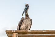 25th Apr 2023 - Pelican pose