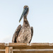Pelican pose by danette