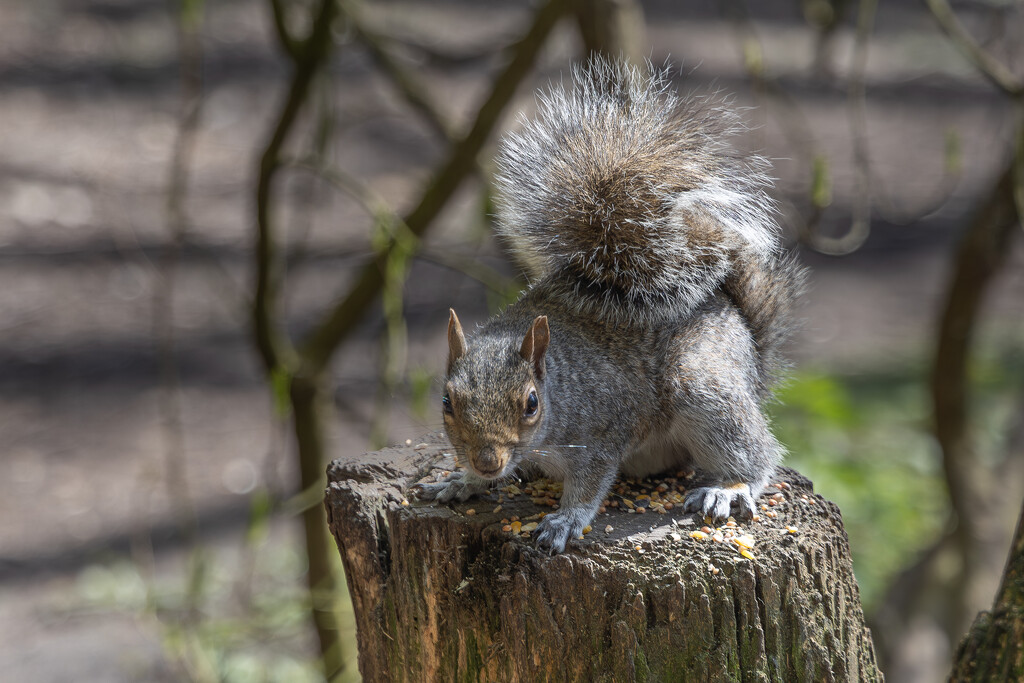Squirrel - Golden Acre Park, North Leeds. by lumpiniman