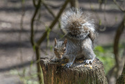 25th Apr 2023 - Squirrel - Golden Acre Park, North Leeds.