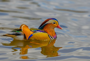 25th Apr 2023 - Mandarin Duck at Golden Acre Park