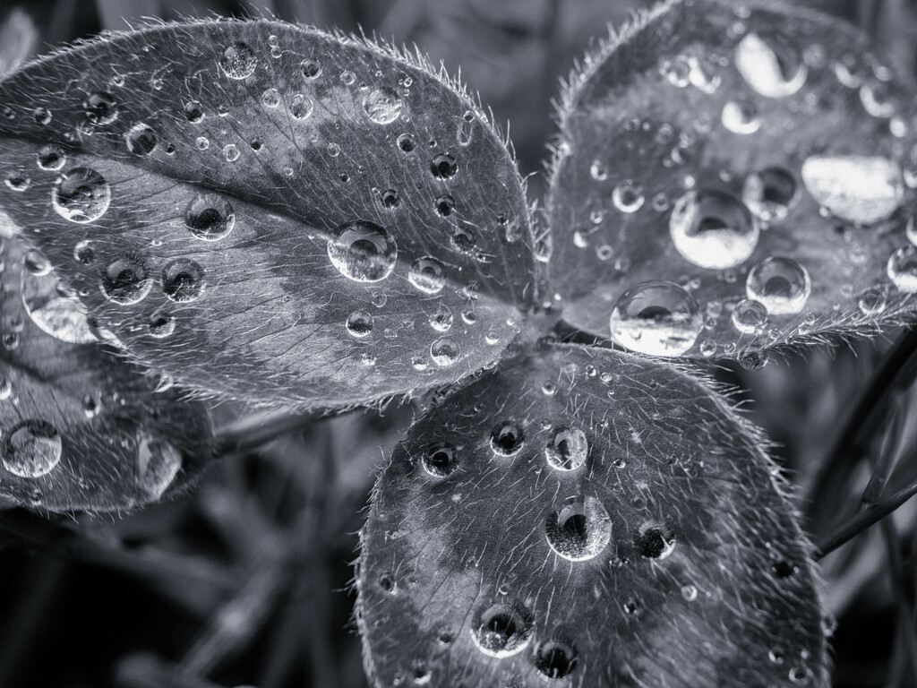 Raindrops on a clover leaf by haskar