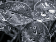 25th Apr 2023 - Raindrops on a clover leaf
