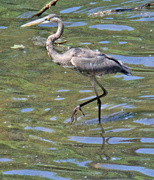 24th Apr 2023 - April 24 Blue Heron High Stepping With Stare and Turtle IMG_3214AA