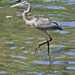 April 24 Blue Heron High Stepping With Stare and Turtle IMG_3214AA by georgegailmcdowellcom