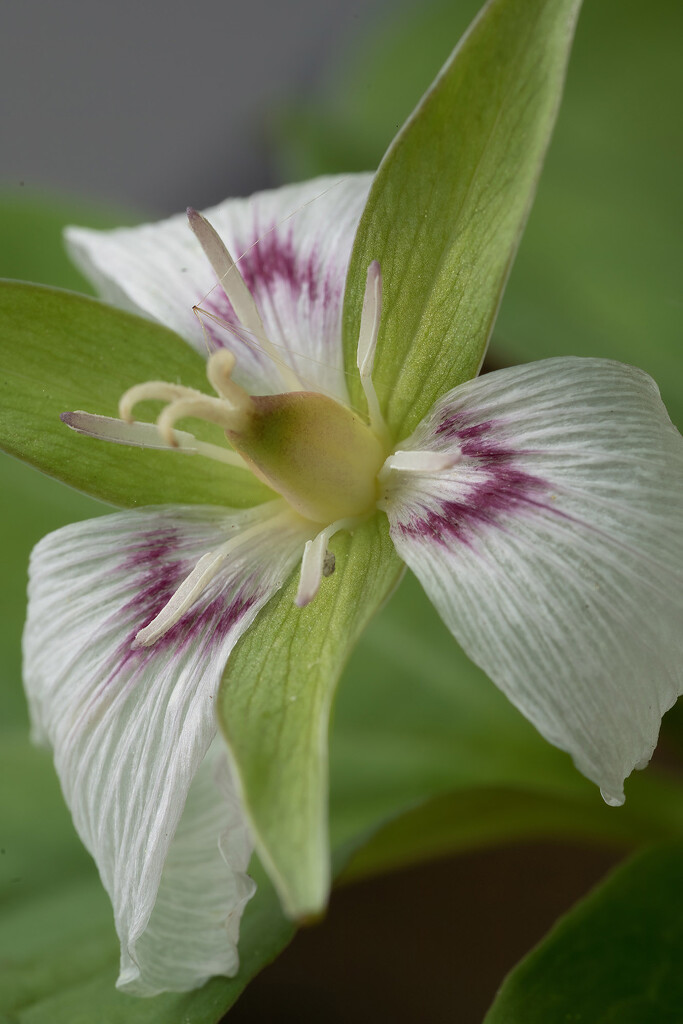 Painted Trillium by k9photo