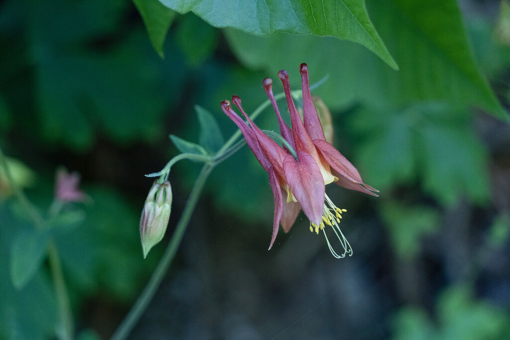 Red Columbine by k9photo