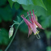 Red Columbine by k9photo