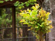 26th Apr 2023 - New crepe myrtle leaves...