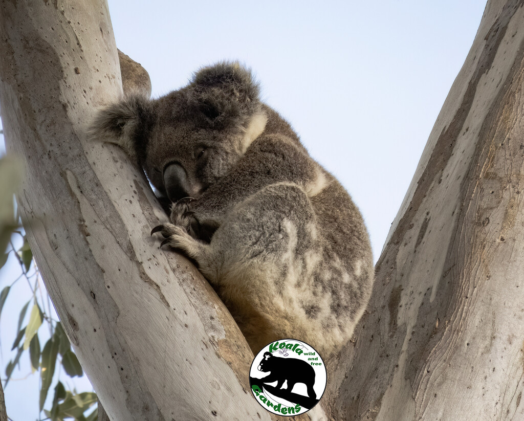 such a sleepy head by koalagardens