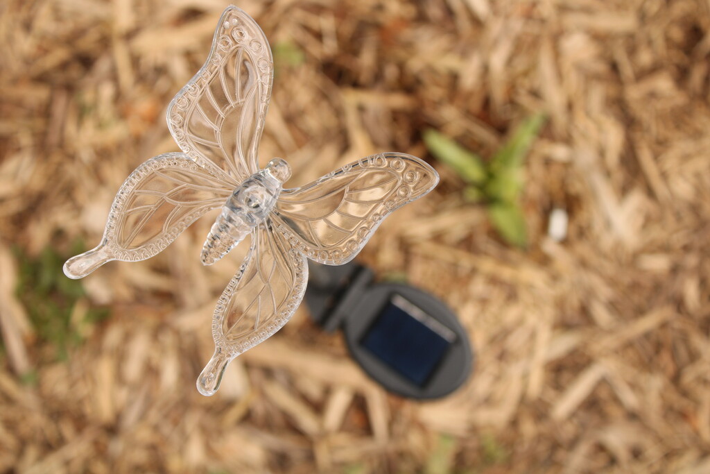 Solar butterfly in my flower garden by mltrotter