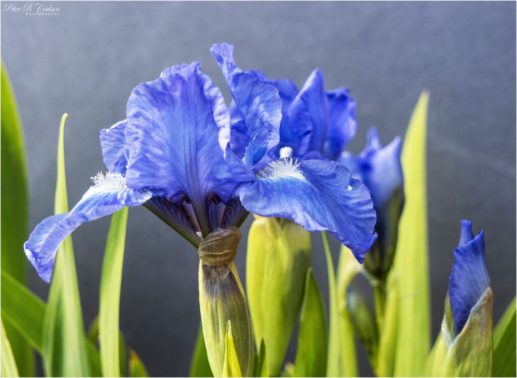 Closeup Iris by pcoulson