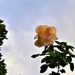  Sunlit Rose ~  by happysnaps