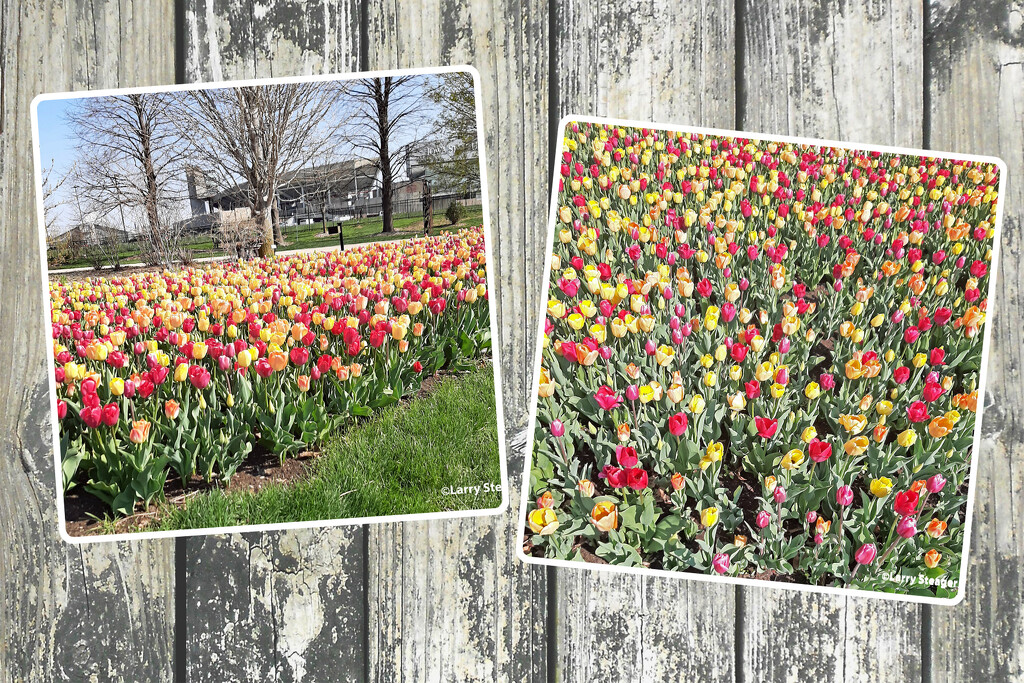 Botanical garden tulips by larrysphotos