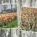 Botanical garden tulips by larrysphotos