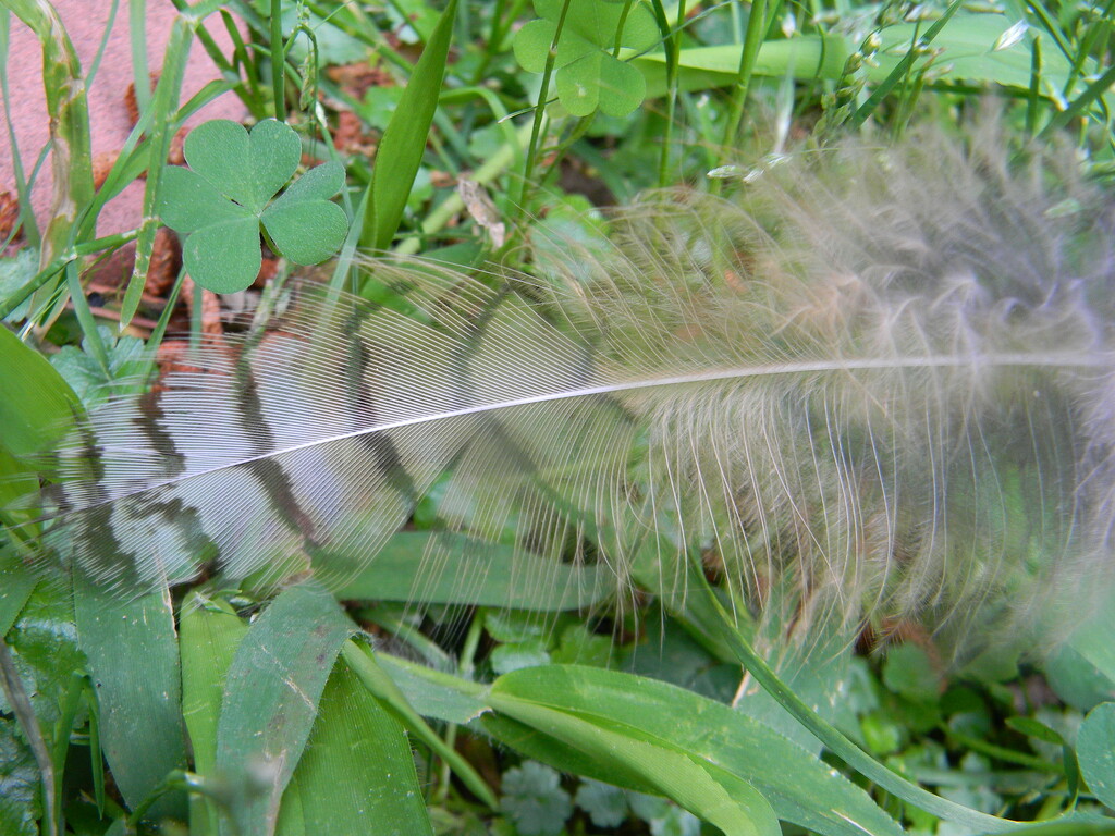 Feather in Front Yard  by sfeldphotos