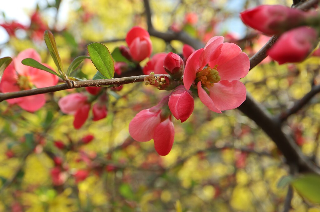 Quince in Bloom! by 365projectorgheatherb