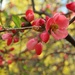 Quince in Bloom! by 365projectorgheatherb