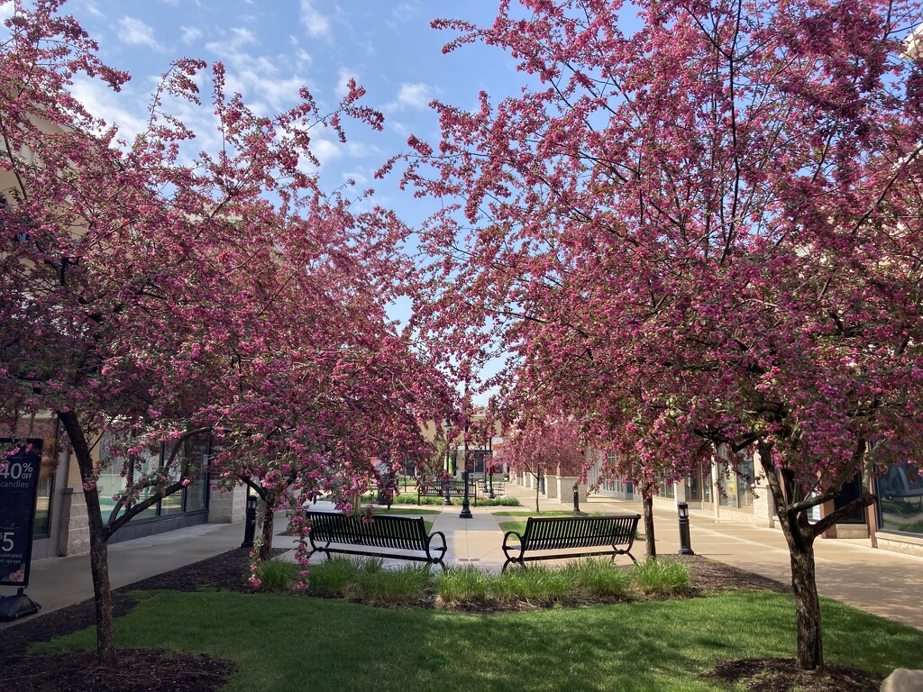 Crabapple trees  by illinilass