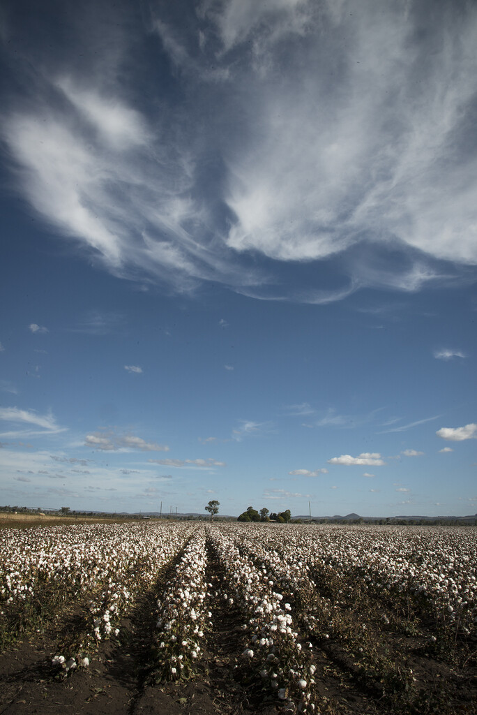 Clouds over the cotton fields by jeneurell