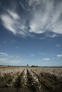 19th Apr 2023 - Clouds over the cotton fields