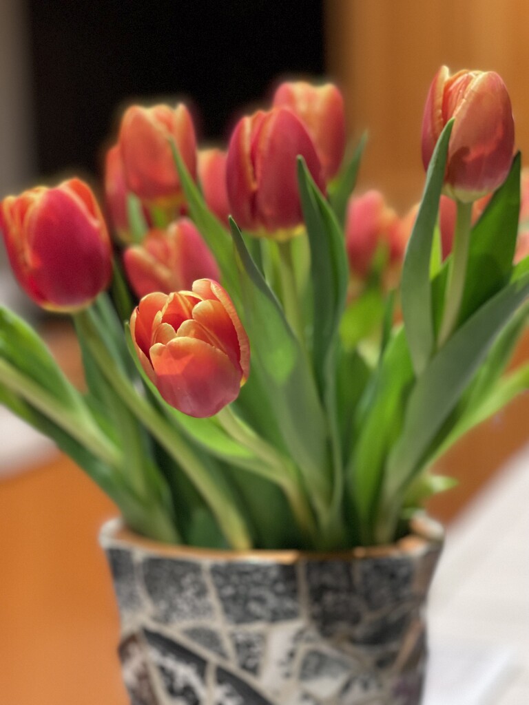 Tulips Make Me Happy by gardenfolk