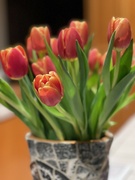 23rd Apr 2023 - Tulips Make Me Happy