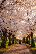 25th Apr 2023 - Cherry Blossom Trees