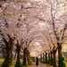 Cherry Blossom Trees by pdulis