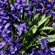 25th Apr 2023 - Hyacinth 