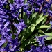 Hyacinth  by eahopp