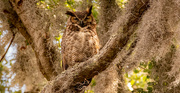 25th Apr 2023 - Great Horned Owl!