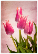 24th Apr 2023 - Tulips