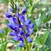 Lupinus Succulentus by shookchung