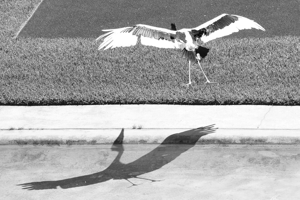 Stork by dkbarnett