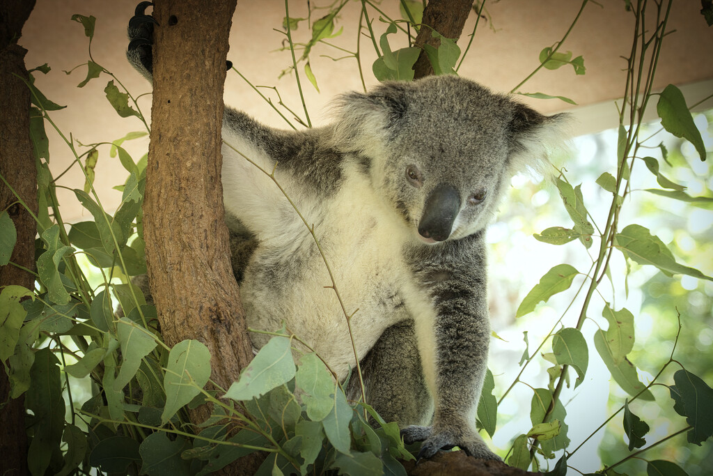 Koala by dkbarnett