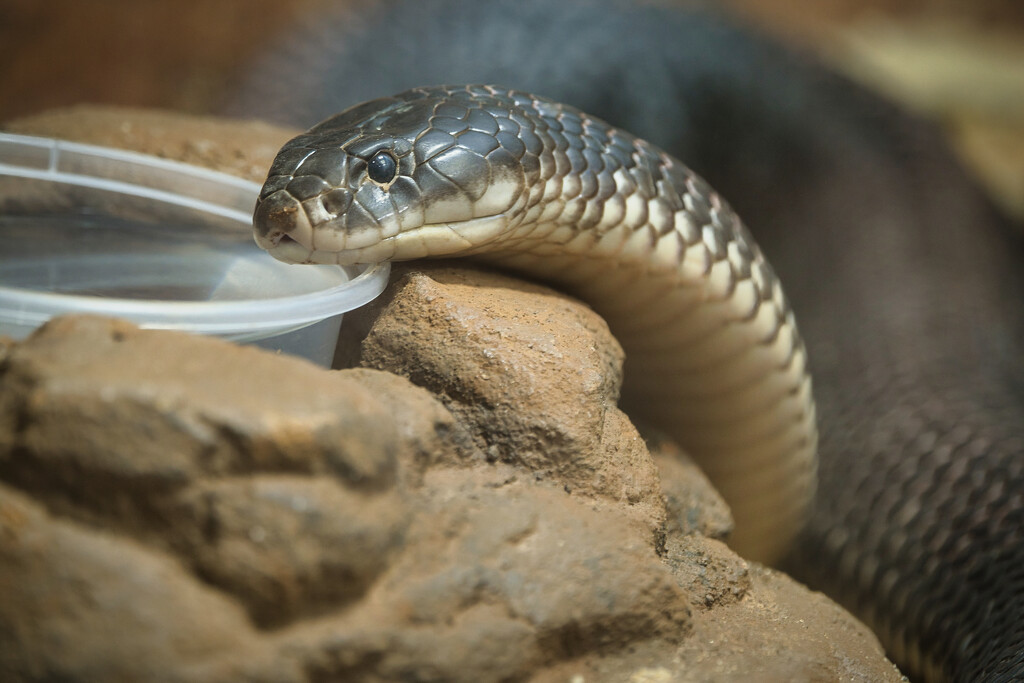 Snake by dkbarnett
