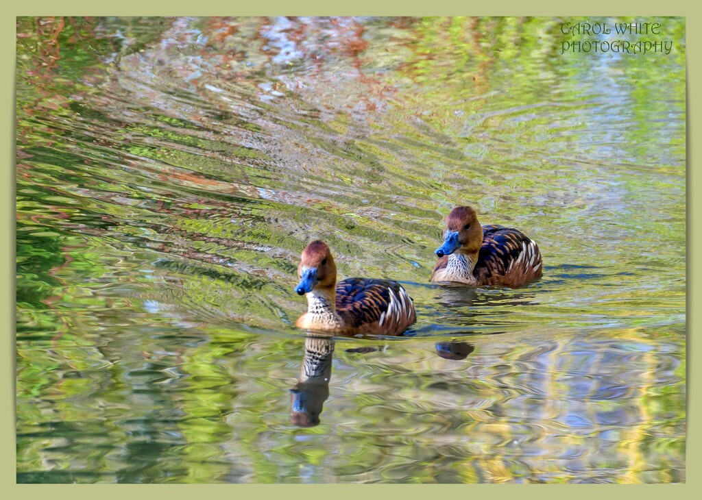 Two Little Ducks by carolmw